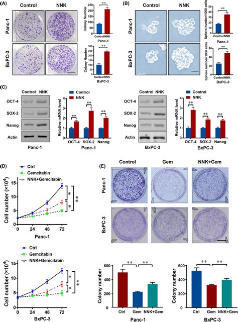 Nnk Strengthens Stemness And Chemoresistance In Pancreatic Cancer