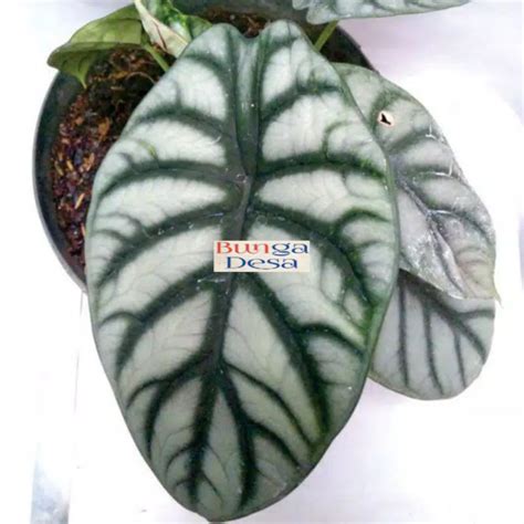 Jual Dragon Scale Alocasia Baginda Silver Keladi Tengkorak Bunga Desa