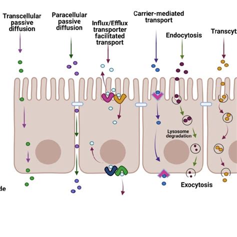 Summary Diagram Of The Transport Of A Therapeutic Drug Through The