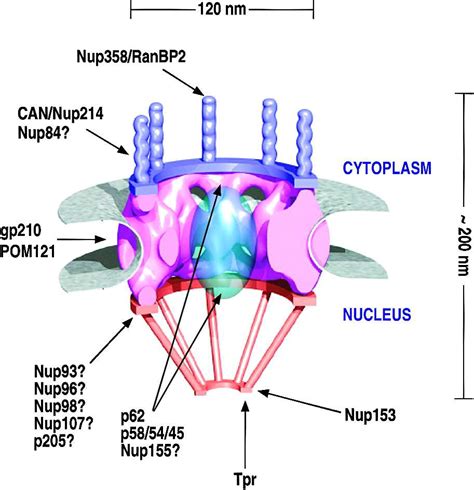 Where Are Nuclear Proteins Synthesized