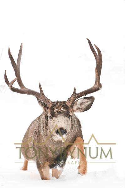 Mule Deer Buck Photographs — Tony Bynum Photography