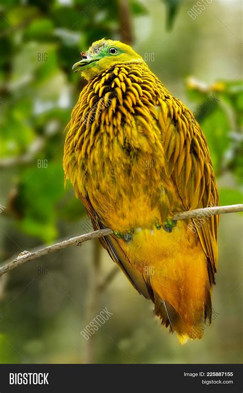 Golden Dove ( Image & Photo (Free Trial) | Bigstock