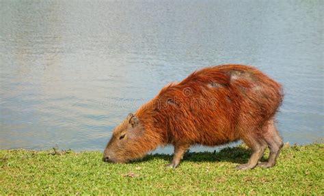 Capybara Eating Grass By The Lagoon On A Sunny Day Stock Image Image