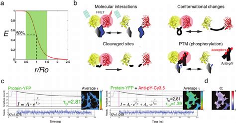 Assessing molecular dynamics by FRET. (a) FRET efficiency ( E ) depends ...