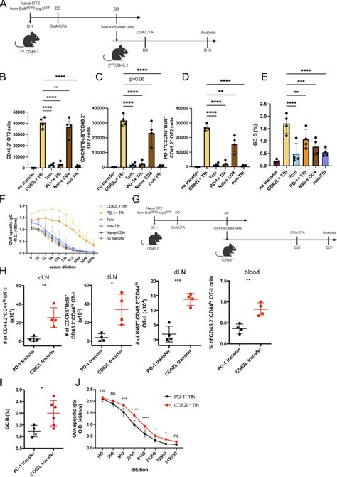 Cd L Expressing Tfh Cells Promote Recall Responses A Schematic