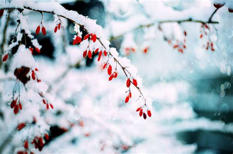 Secrets De Jardinage Fleurs D Hiver Qui Ne Craignent Pas Le Froid