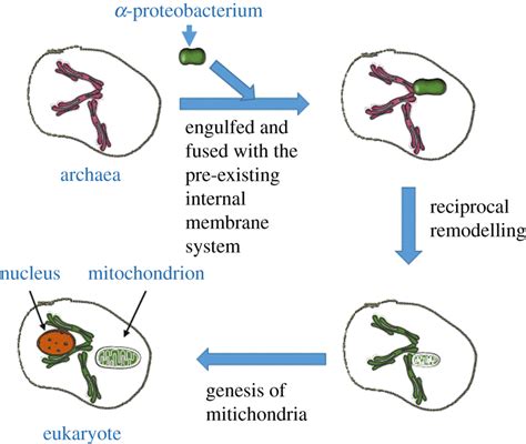 Updated Possible Mitochondria Evolution The Archaea Which Displayed A Download Scientific