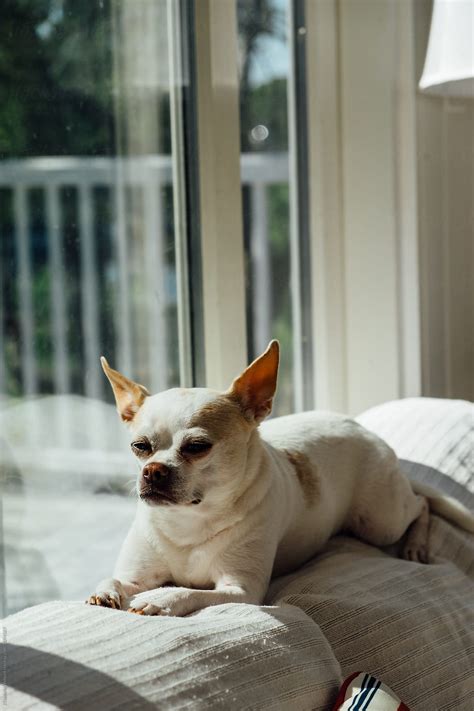 View "A White Chihuahua Boston Terrier Mix Puppy Sitting On A Couch In The Sunlight" by Stocksy ...