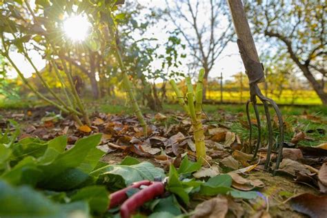 How to Overwinter Dahlias | Gardener’s Path