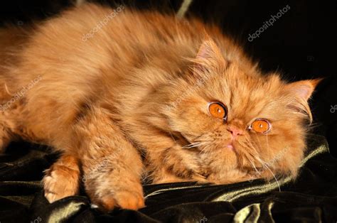 Orange Persian Kittens