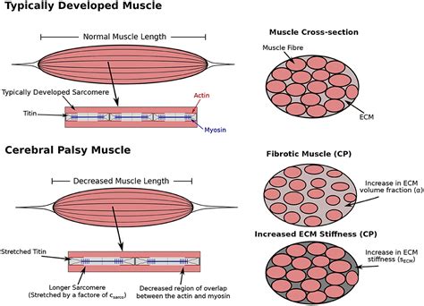 Frontiers The Contributions Of Extracellular Matrix And Sarcomere