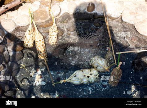 Thai People And Travelers Foreigner Cooking Boiling Eggs In Hot Spring Of Pa Tueng Hot Spring At