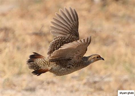 Grey francolin - Alchetron, The Free Social Encyclopedia