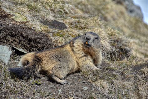 Murmeltier Bau H Hle Herauslugen Herausklettern Murmeltiere