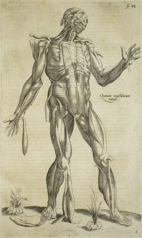 Andrea Vesalio The Posterior Muscles De Humani Corporis Fabrica