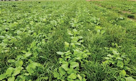 Ways To Use Cover Crops For Soil Enrichment And Pest Control