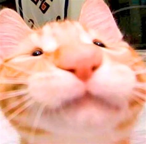 Cat Laugh Meme By Fiorezka Meme Sound Effect Button For Soundboard
