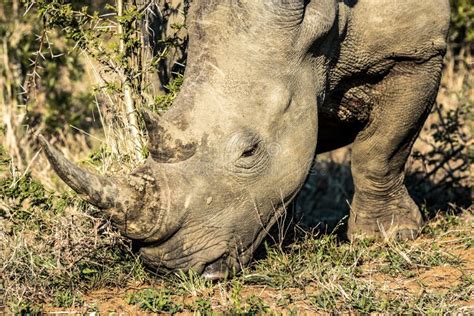 A White Rhino Eating Grass During A Safari In The Hluhluwe Imfolozi