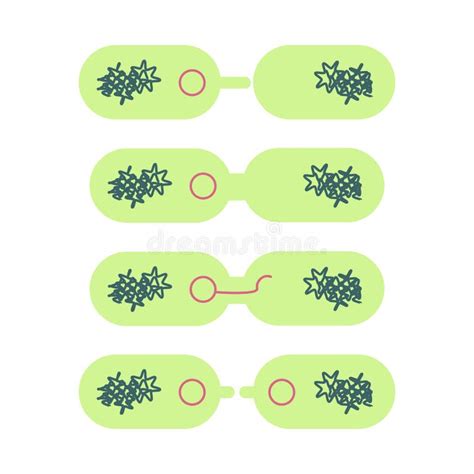 Prokaryotic Cell Stock Illustrations 894 Prokaryotic Cell Stock