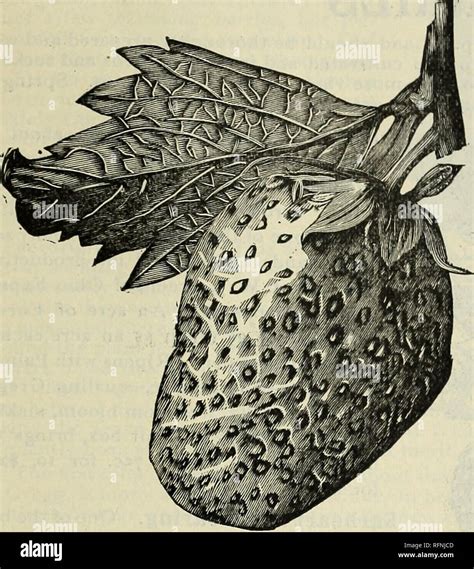 La primavera de 1896 Viveros Catálogos de Ohio catálogos de