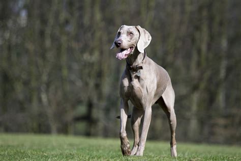 10 Best Dog Breeds From Germany