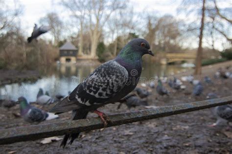 Indian Pigeon In The Park Indian Pigeon Or Rock Dove The Rock Dove