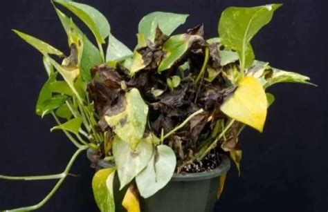 Pothos Root Rot Signs Causes Treatment Prevention Guide