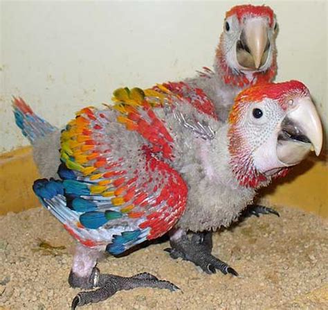 PARROTS AND EXOTIC BIRDS FOR SALE: SCARLET MACAWS