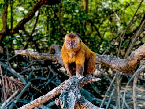 O que fazer em Barreirinhas MA passeios Lençóis Maranhenses