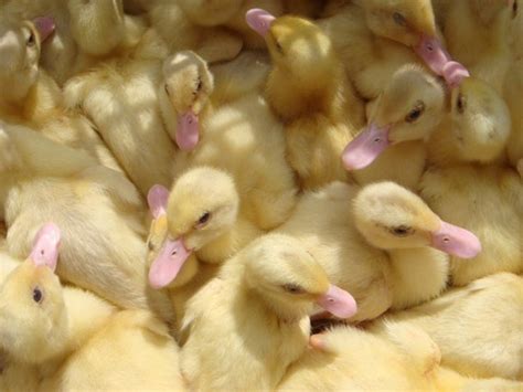 Chicks Baby Ducks Fluffy Yellow Cute Babies Animals Portugal | Etsy