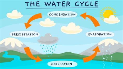 Simple Water Cycle Steps