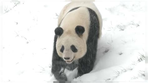 Pandas Im Schnee Wintereinbruch In China Sorgt F R Freud Und Leid