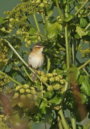 Sedge Warbler Acrocephalus Schoenobaenus Adult Perched Editorial Stock