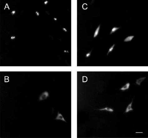 Representative Fluorescence Micrographs Illustrating The Gfp