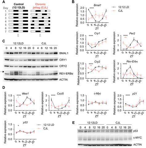 Sci Adv 昼夜节律紊乱增强kras驱动的肺癌中hsf1信号和肿瘤发生 知乎