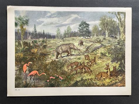 C 1960 Miocene Landscape Lithograph Original Vintage Print Extinct