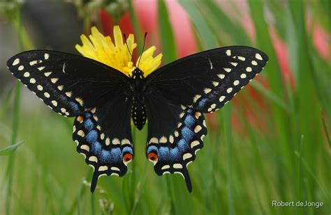 Yellow Swallowtail Butterfly Yellow Tiger Swallowtail Butterfly Flickr Photo Sharing