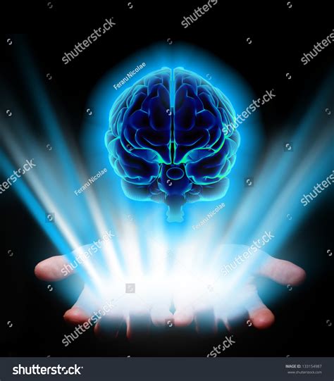 Hands Holding Human Brain Stock Photo 133154987 Shutterstock