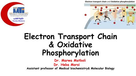 Solution Medical Biochemistry Electron Transport Chain Part Studypool