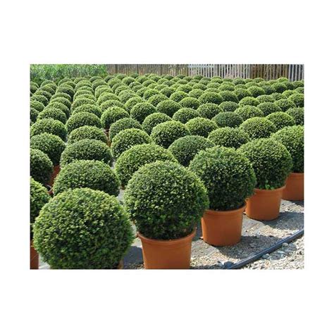 Boj Bola Buxus Sempervirens Espacios Verdes