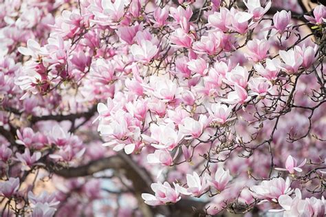 Magnolia Fleurs Le Printemps Photo Gratuite Sur Pixabay Pixabay