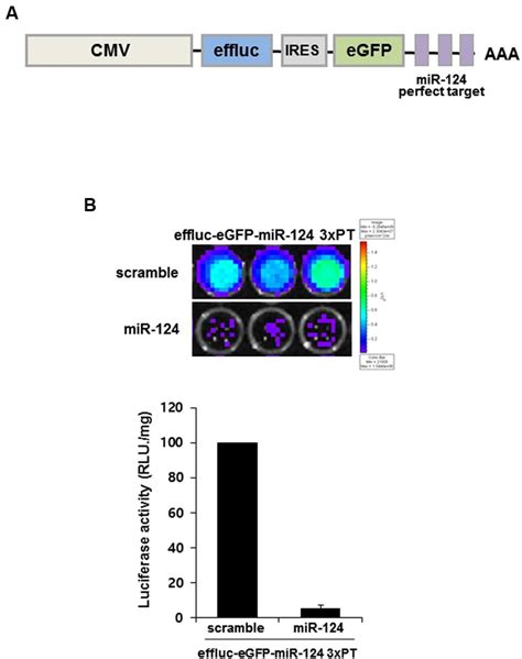 Mir 124 Action Reporter Vector And Its Validation A Schematic Download Scientific Diagram