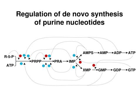 Ppt Chapter 8 Metabolism Of Nucleotides Powerpoint Presentation Free Download Id 598300