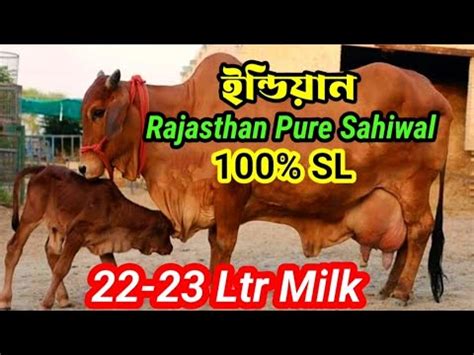 Highest Milking Sahiwal Cow Milk Record 28 30 kg রজসথন ও পঞজবর