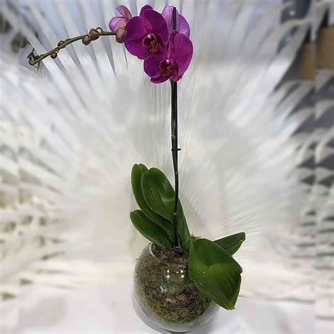 White Phalaenopsis orchid plant