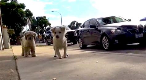 Ces Deux Chiens Errants Vous Montrent Le Vrai Sens De L Amour Et De La