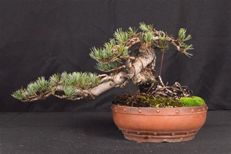 Japanese White Pine 12 Tall Bonsai Bonsai Learning Center Store