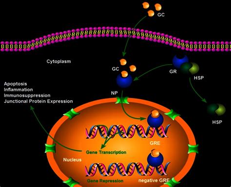 Mechanisms Of Glucocorticoid Gc Action Gc Crosses The Cell Membrane