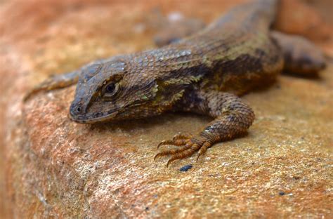 Fence Post Lizard In Red Hills Domingo Escamilla Flickr