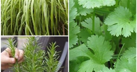 Parsley Herbs Natural Gardens Plants Herb Nature Medicinal